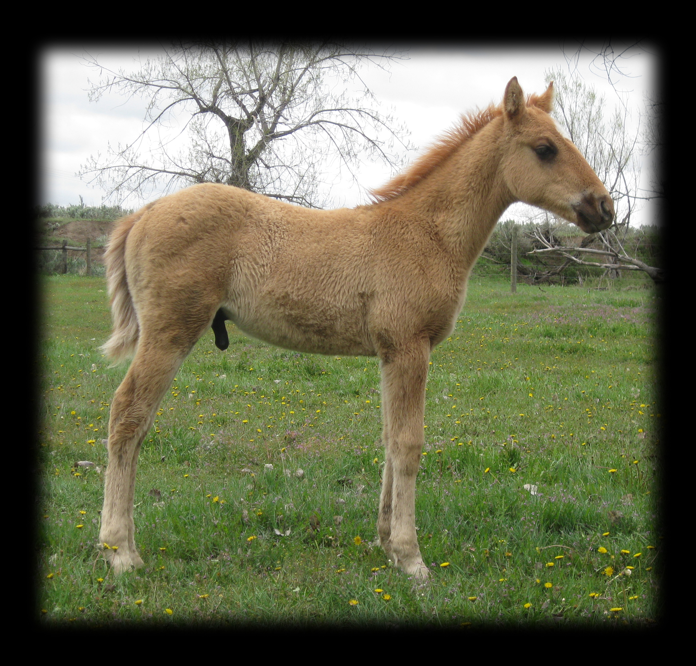 Red Dun Stallion, Hollywood Gold and King